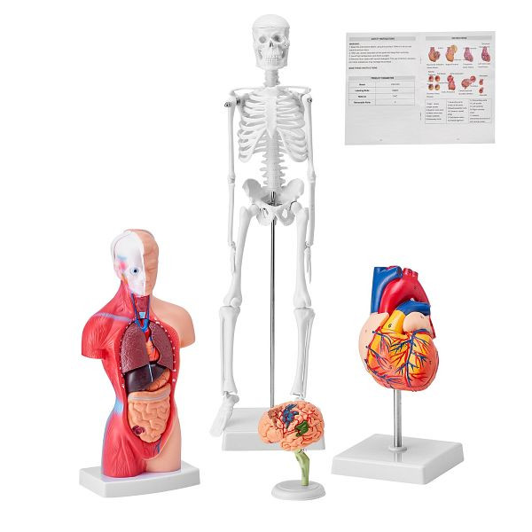 VEVOR 4-teilige Menschliche Anatomiemodelle Menschlicher Körper Anatomie Modell, Vollskelett / Vollorganset / Herz / Gehirn, GGJRQGMX4JTS5PXUBV0